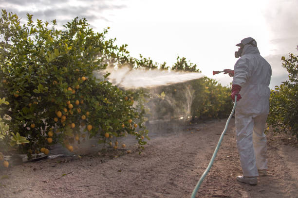 Best Residential Pest Control  in Pocahontas, AR