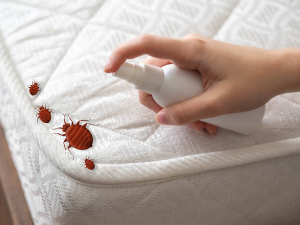 Reliable Pocahontas, AR Pest Control Solutions