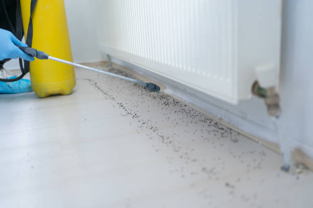 Best Best Pest Control Companies  in Pocahontas, AR